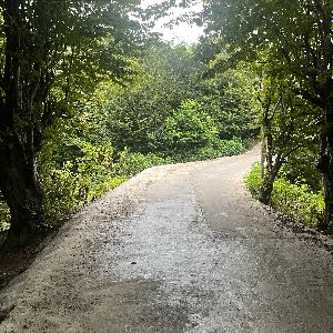 سیده ثنا رفانی