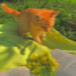 مهدیس ابوالحسنی